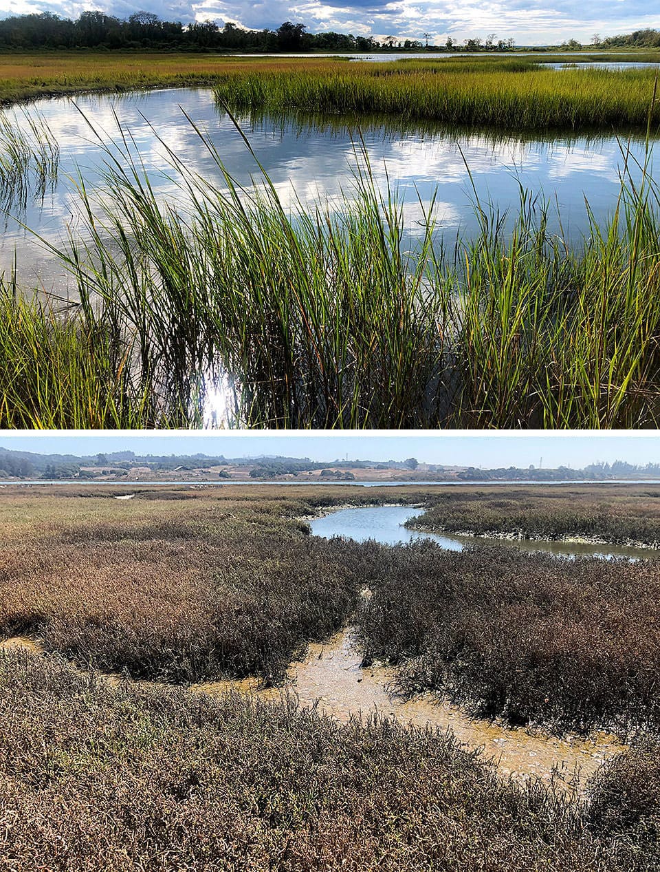 two marshes; while both marshes are not healthy, one looks so and the other looks very green and healthy.