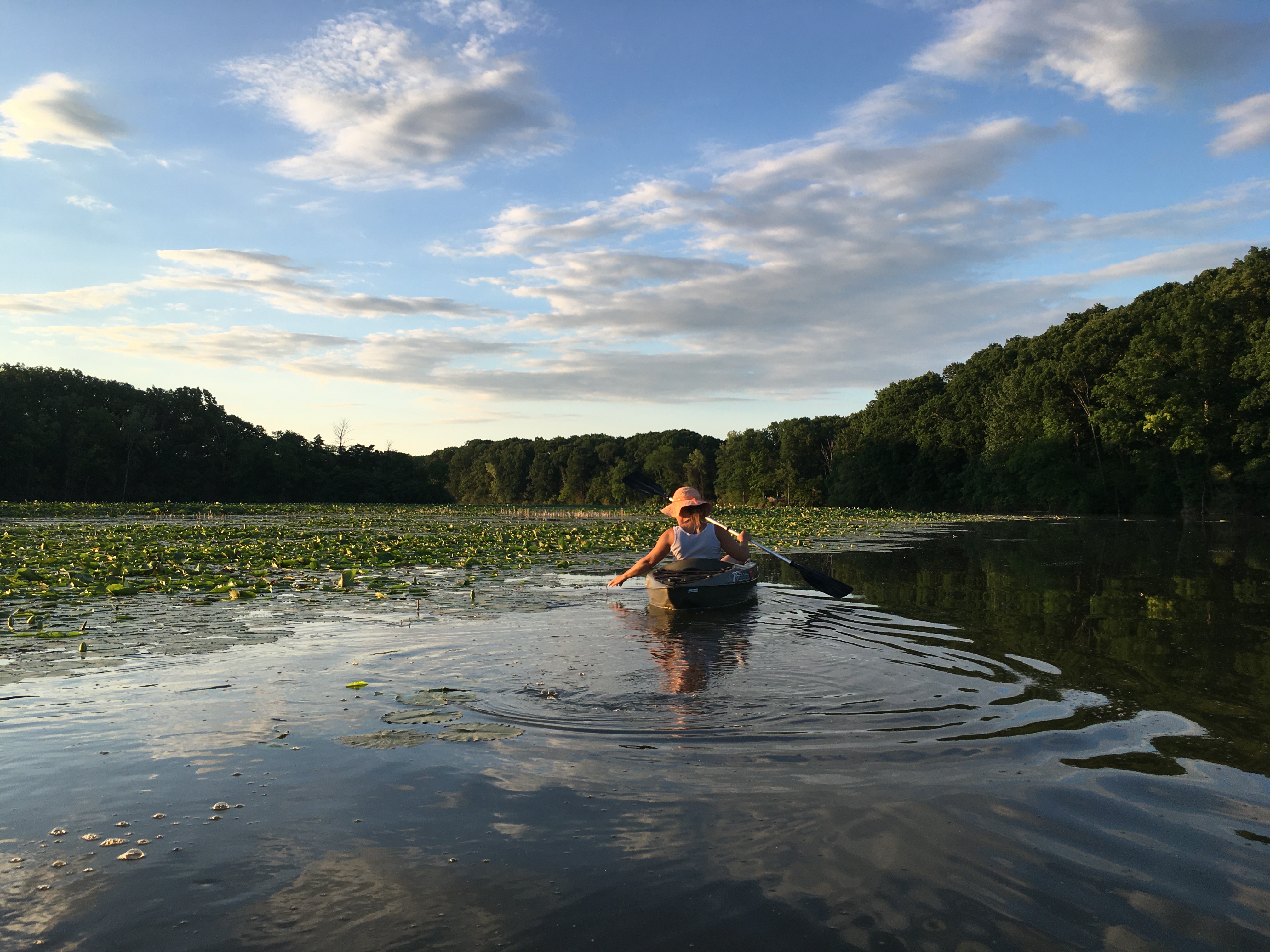 a kayaker glides among picturesque American lotus blossoms at the Old Woman Creek Research Reserve.