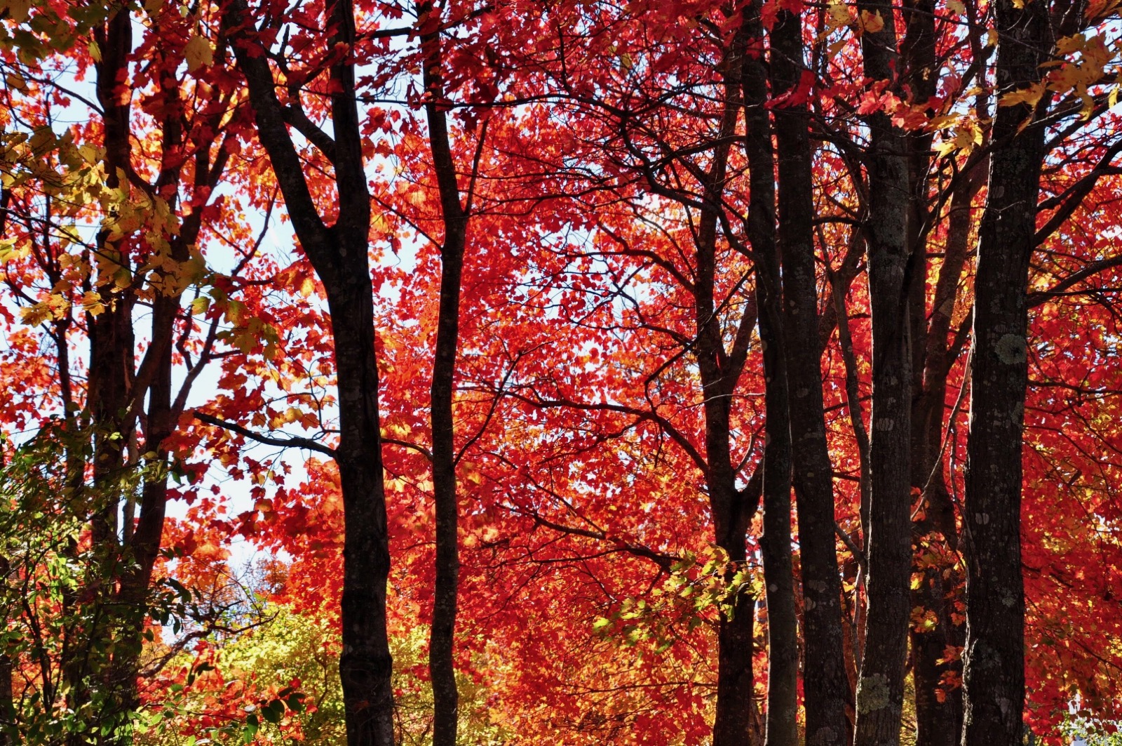 Colorful fall foliage in Wells Research Reserve.