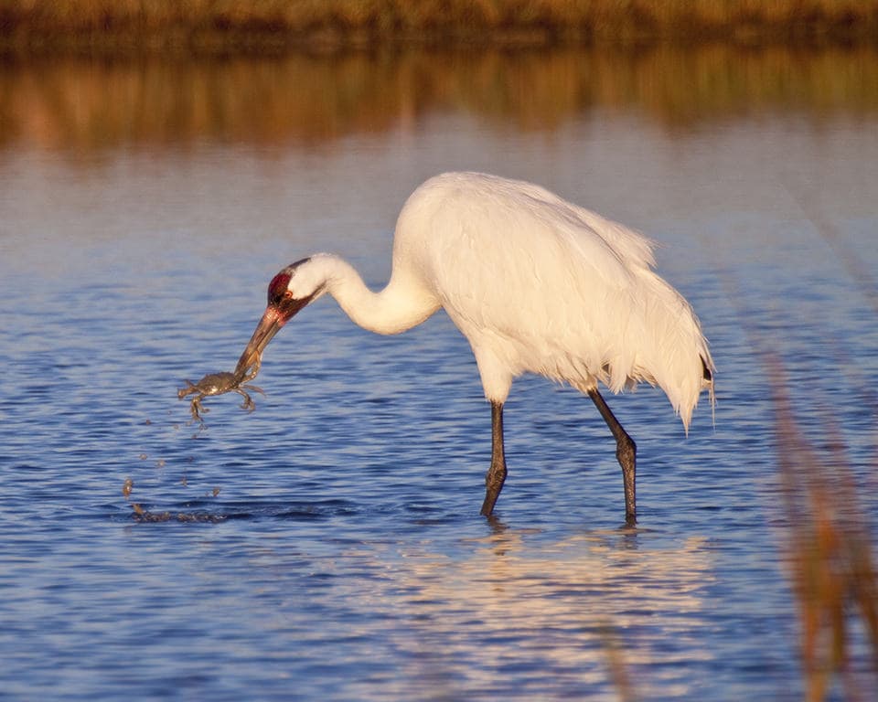 Each winter, endangered whooping cranes migrate to the Mission-Aransas reserve's wetlands in Texas.