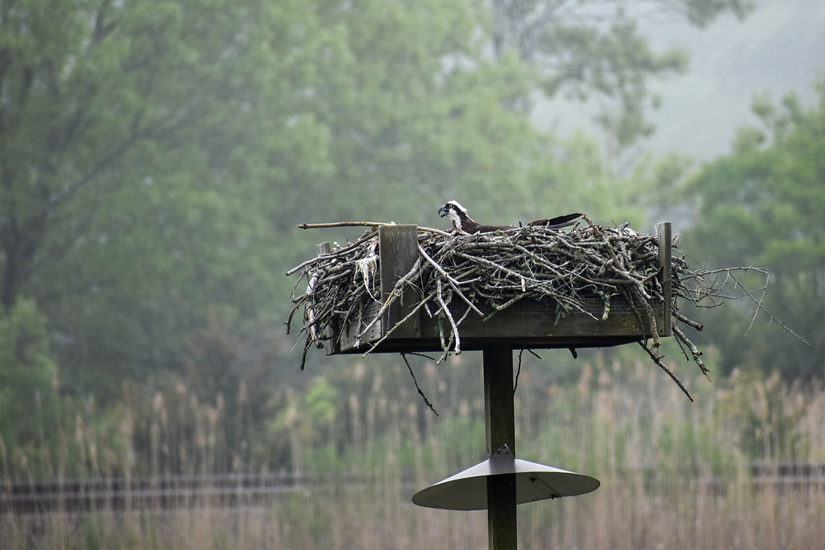 osprey on the nest