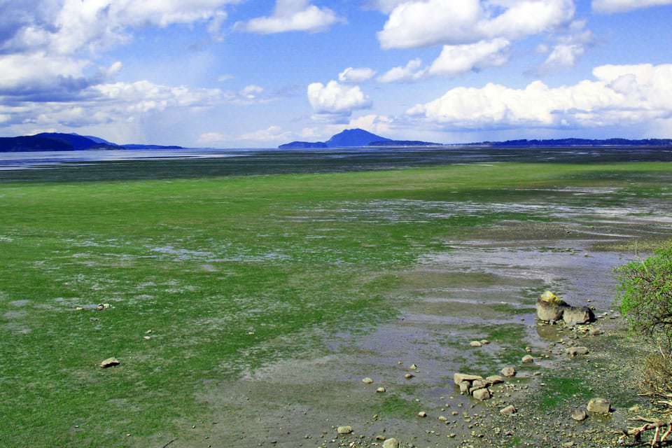 Padilla Bay National Estuarine Research Reserve eelgrass meadow