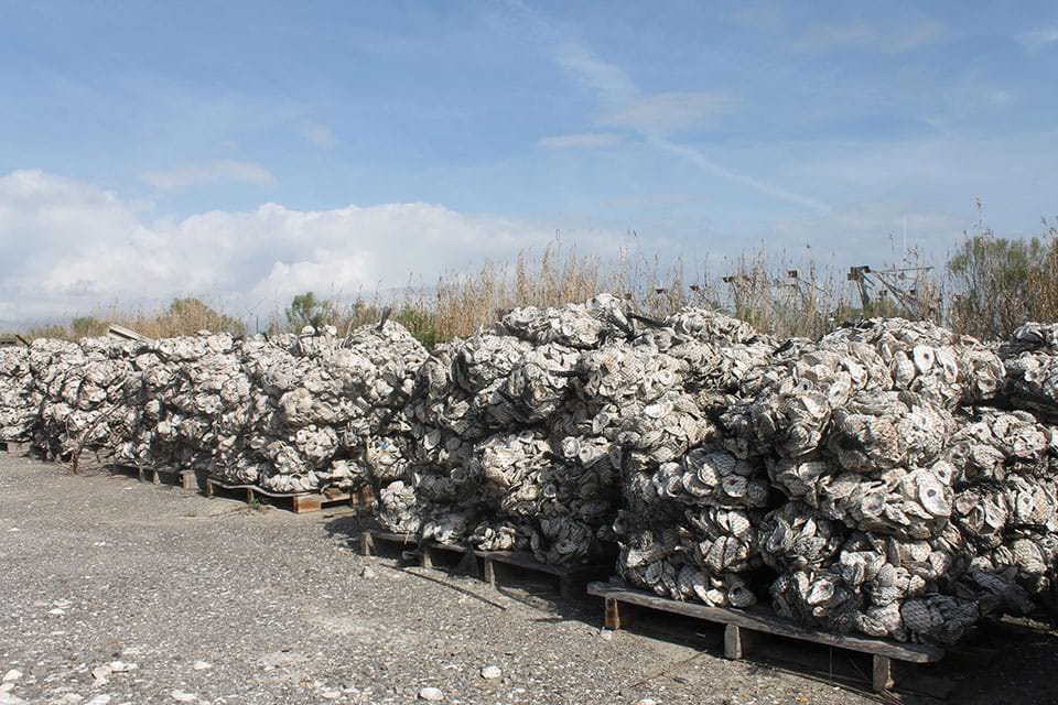 stacks of recycled oyster shells