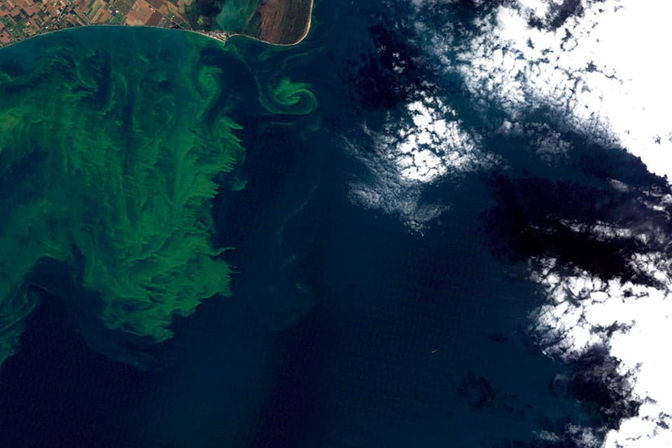 an aerial image of a harmful algal bloom event