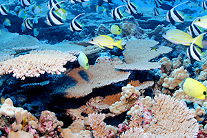 A coral reef featuring corals and fish