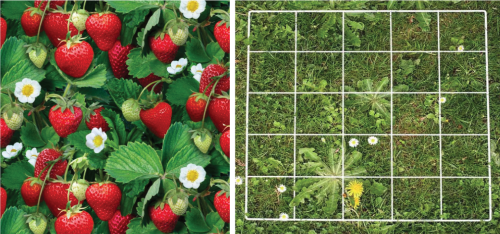 Strawberries and a Sampling Quadrat