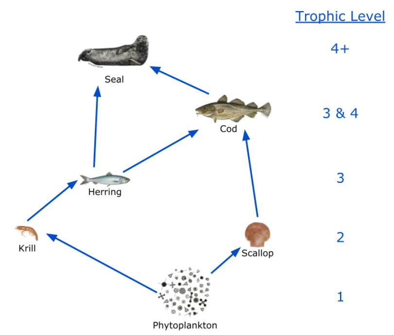  Trophic Levels for Some Organisms in the Food Web