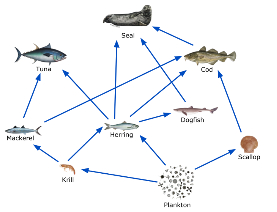  Partial Food Web Diagram for the Gulf of Maine Habitat