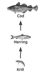 Figure 9: Simple Food Chain
