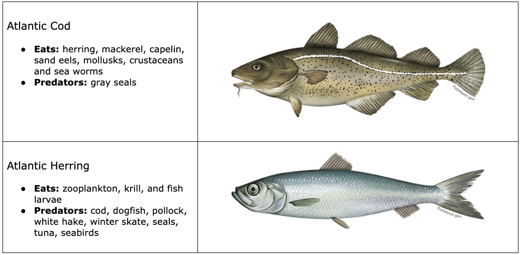 Table 2: Food Sources and Predators of Cod and Herring
