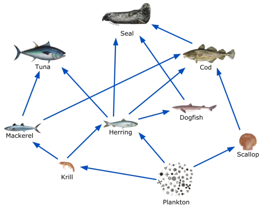 Partial Food Web Including Cod and Mackerel