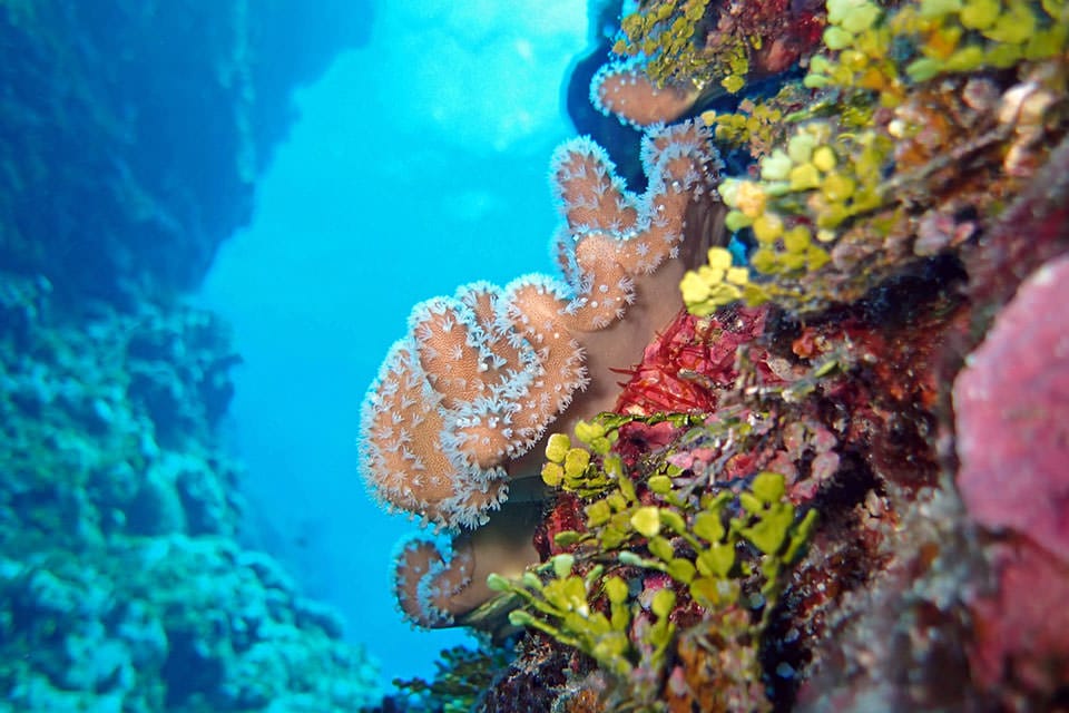 Pacific colorful corals