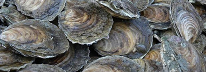 a photo of oysters