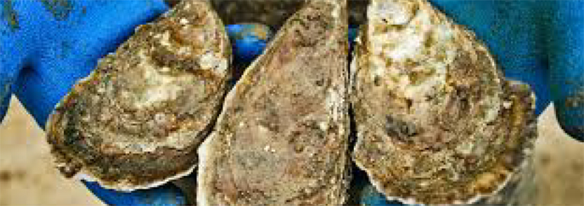 A photo of oysters