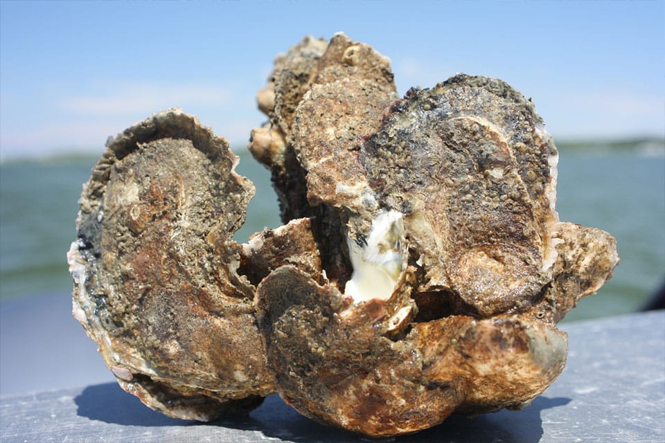 an oyster