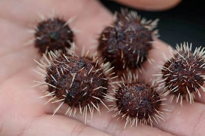 Photo of sea urchins raised by elementary students.