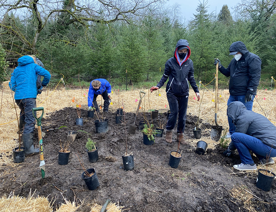Students help plant the 600 trees and shrubs on February 21st. (Photo Credit: Tea Bear)