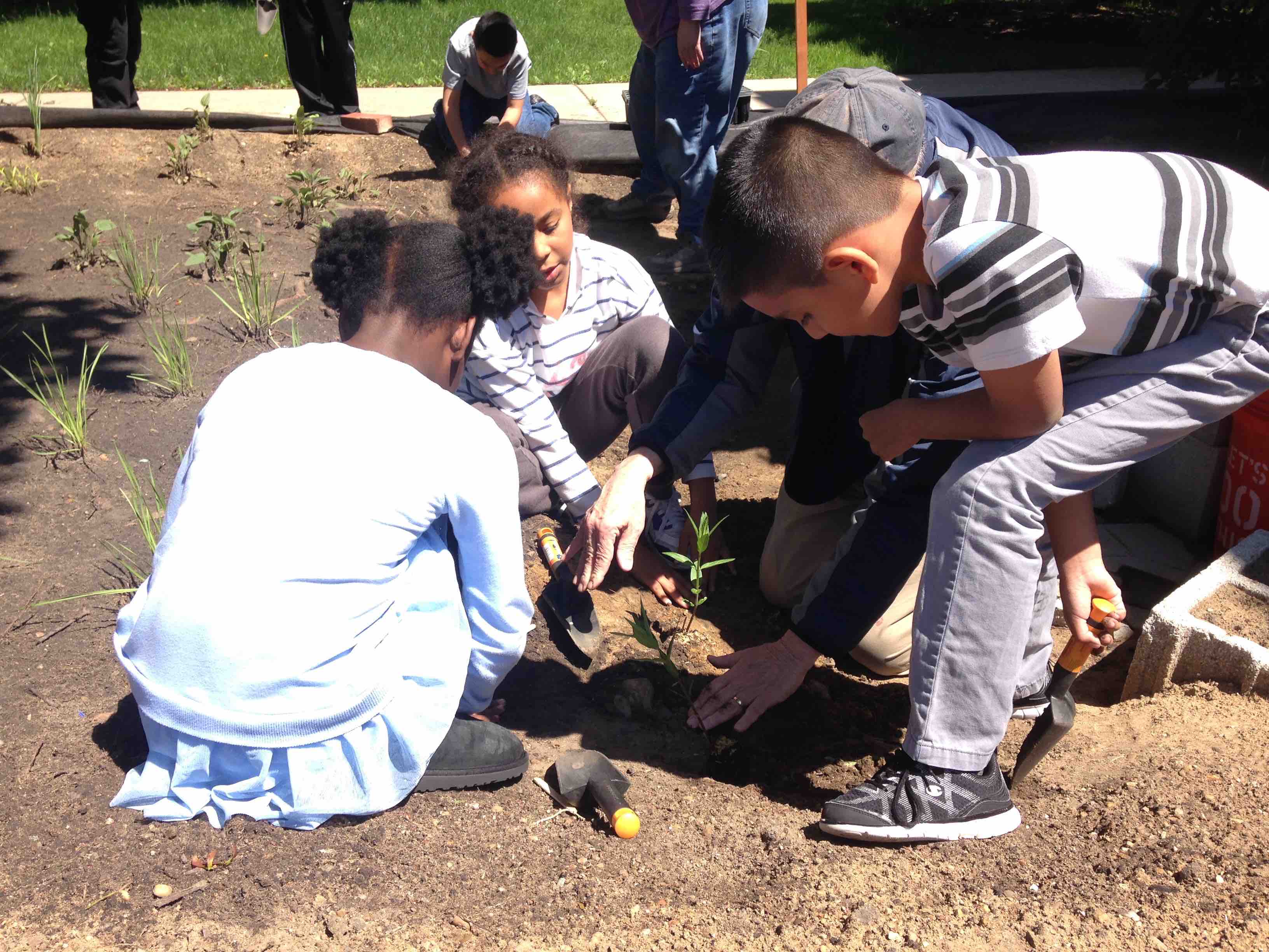 Students planting the rain garden at their school.
