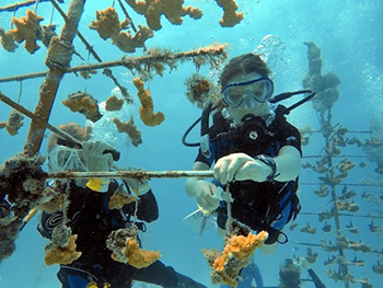 Colorado Coralition student cleaning coral nursery.