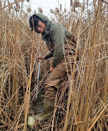 Environmental science student takes measurements before invasive species removal.