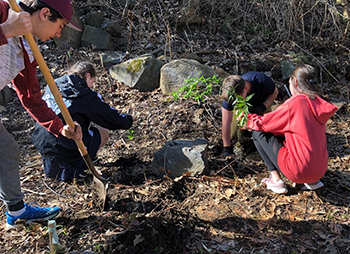 Middle school students planting native species after removing invasive plants.