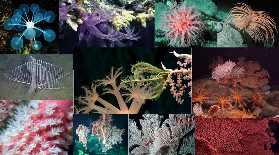 Deep-Sea Corals, Real-Life Data and Collaborative Science