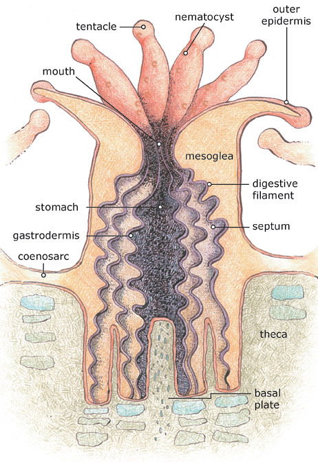 Diagram of polyp anatomy