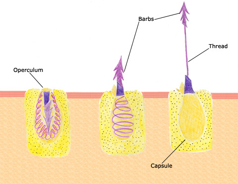 Diagram of nemotocyst cell