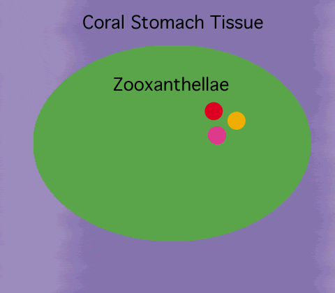 Diagram of relationship between coral and zooxanthellae