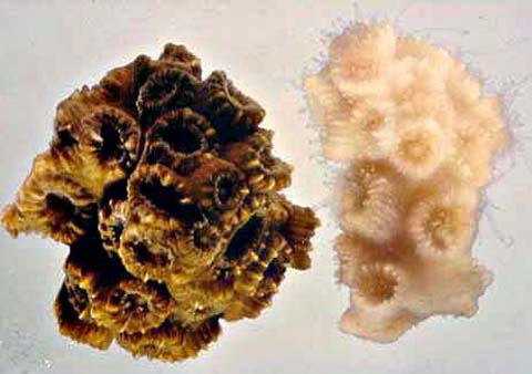 Comparison of coral