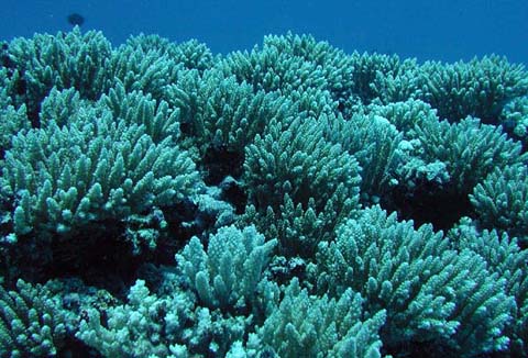 Branching corals