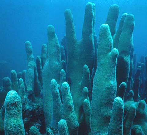 Pillar corals