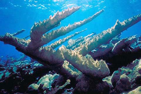 Elkhorn corals
