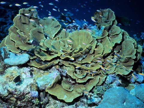 Foliose corals
