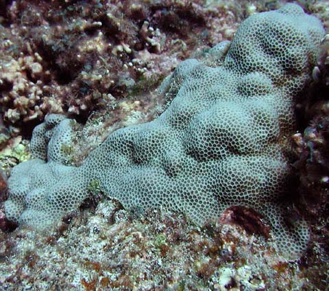 Encrusting corals