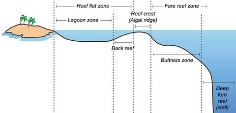coral reef cross section