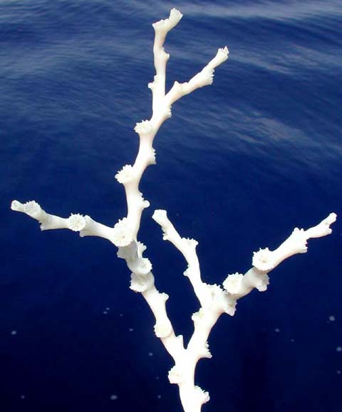 Lophelia corals