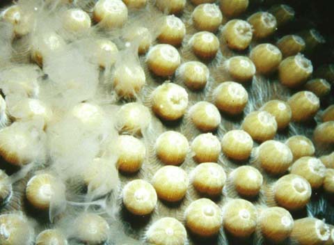 coral releasing sperm