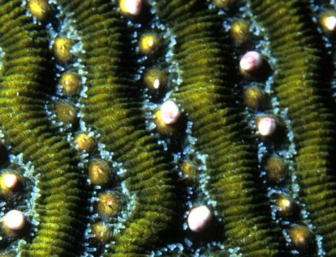 brain coral closeup