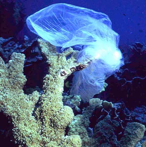 marine debris on coral