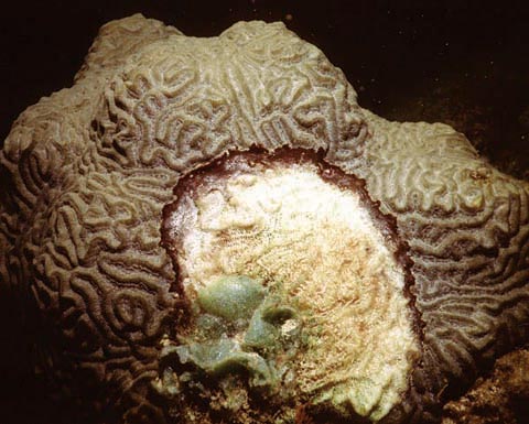 coral with black band disease