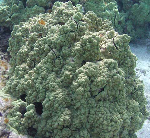 massive corals
