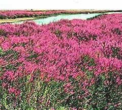 Purple loosestrife (Lythrum salicaria) is an invasive wetland plant.