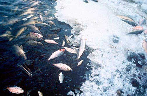 photo of fish kills