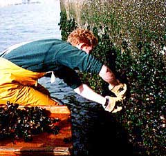 NOAA’s Mussel Watch Program monitors the level of chemicals in oysters, mussels and sediments.