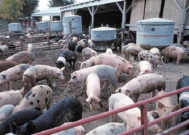 Large farms that raise livestock are often referred to as concentrated feeding operations