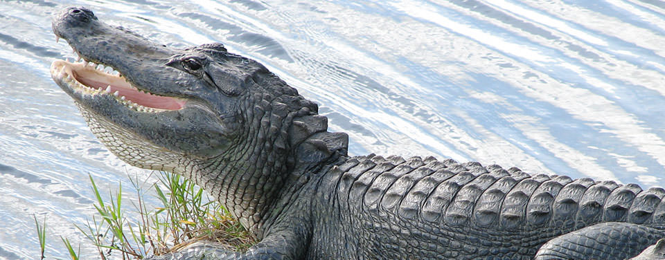 A sunbathing alligator