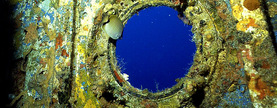 In 1986, the Thunderbolt was intentionally sunk in 120 feet (36.6 meters) of water four miles south of Marathon and Key Colony Beach in Florida. The ship’s superstructure is now home to colorful sponges, corals, and hydroids, providing food and habitat for a variety of sea creatures.