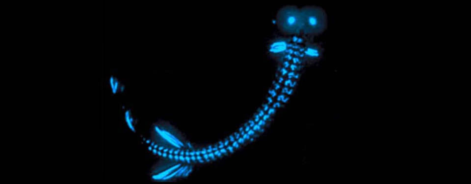 What is bioluminescence?