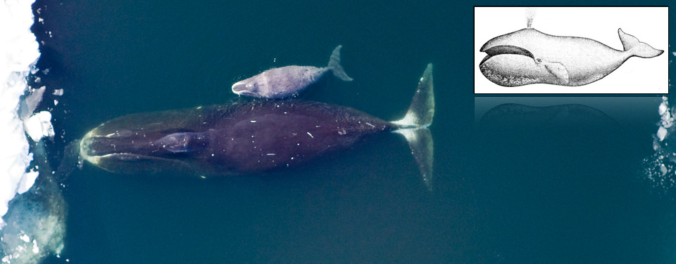 bowhead whale and calf